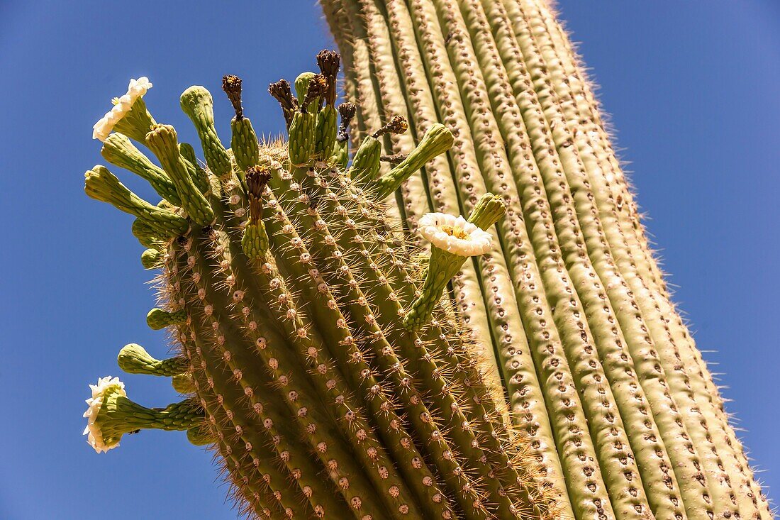 Close up reveals how saguaro cactus blossoms burst forth from the pointed cactus spines in spring in the Sonoran desert.
