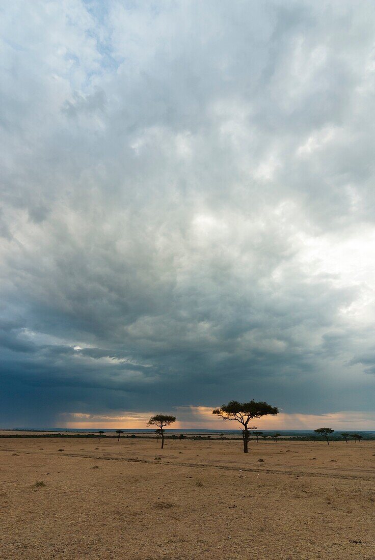 The Savannah, Masai Mara National Reserve, Kenya, East Africa, Africa.