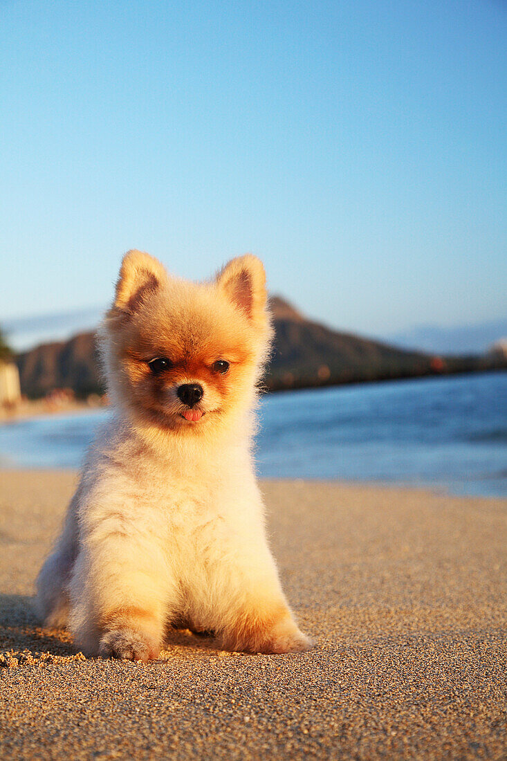 Hawaii, Oahu, Waikiki, Young Pomeranian Puppy Relaxes On Beach In Front Of Diamond Head.