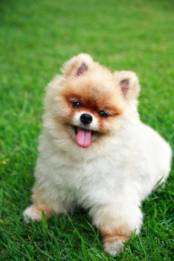 Hawaii, Oahu, Close Up Of Young Pomeranian Puppy In Park.