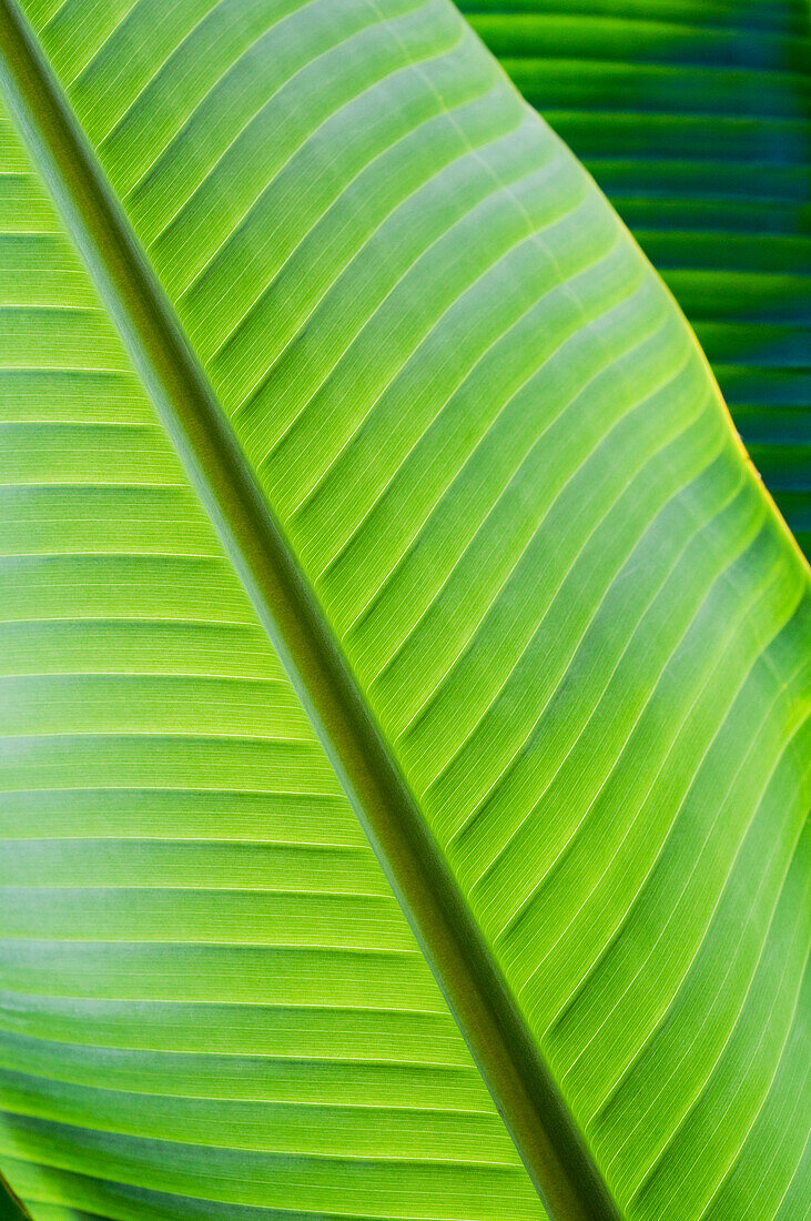 Hawaii, Oahu, Detail Of Vibrant Tropical Leaves.