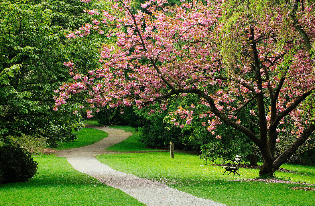Washington, Seattle, Washington Park Arboretum, Blossoming Cherry Tree Over Azalea Way.