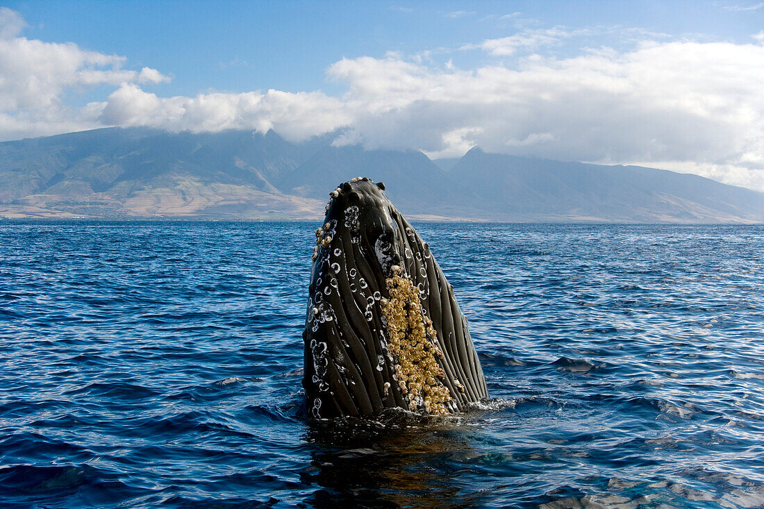 Hawaii, Maui, Humpback Whale (Megaptera Novaeangliae) Off Coastline, Head Above Surface.