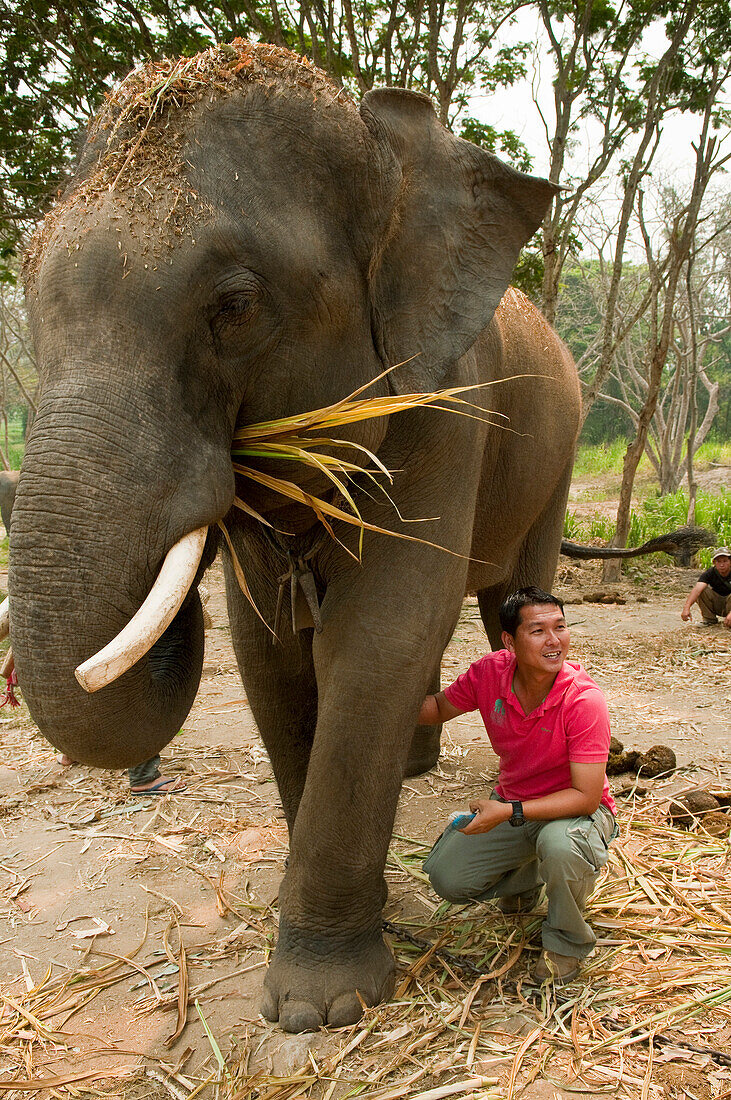 Thailand, Chiang Mai Province, Patara Elepahant Farm, Owner Demonstrating Care Of Elephants.