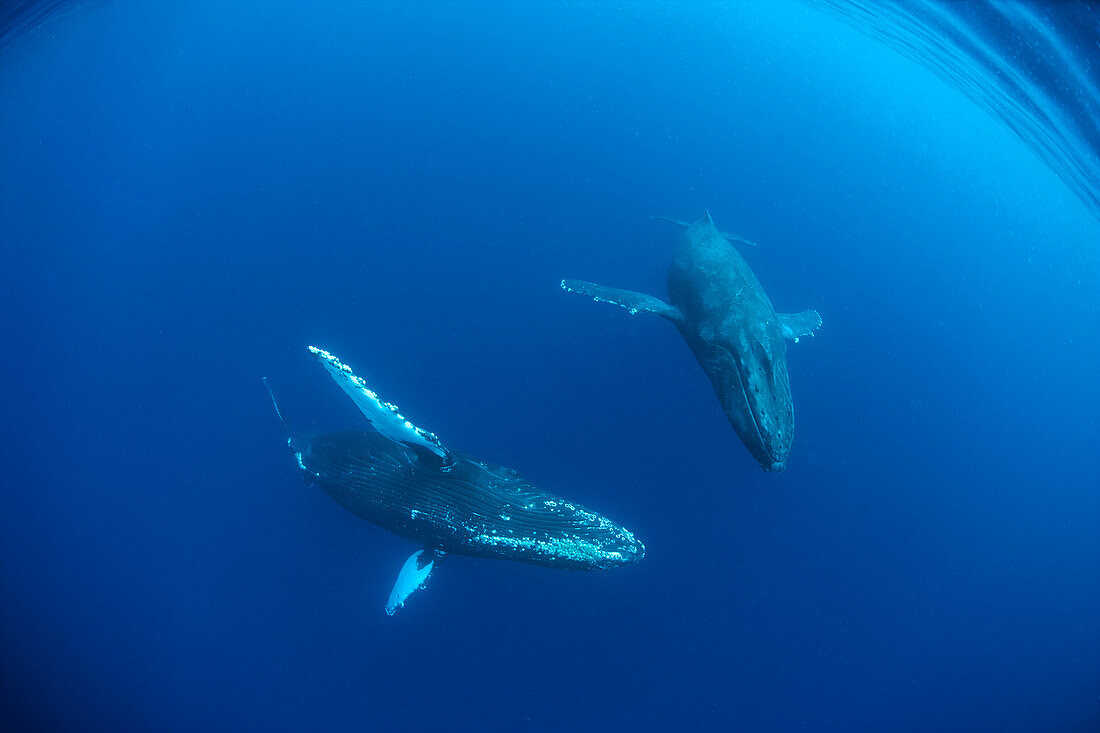 Hawaii, Maui, Two Humpback Whales (Megaptera Novaeangliae) In Ocean Underwater, Wide Angle.