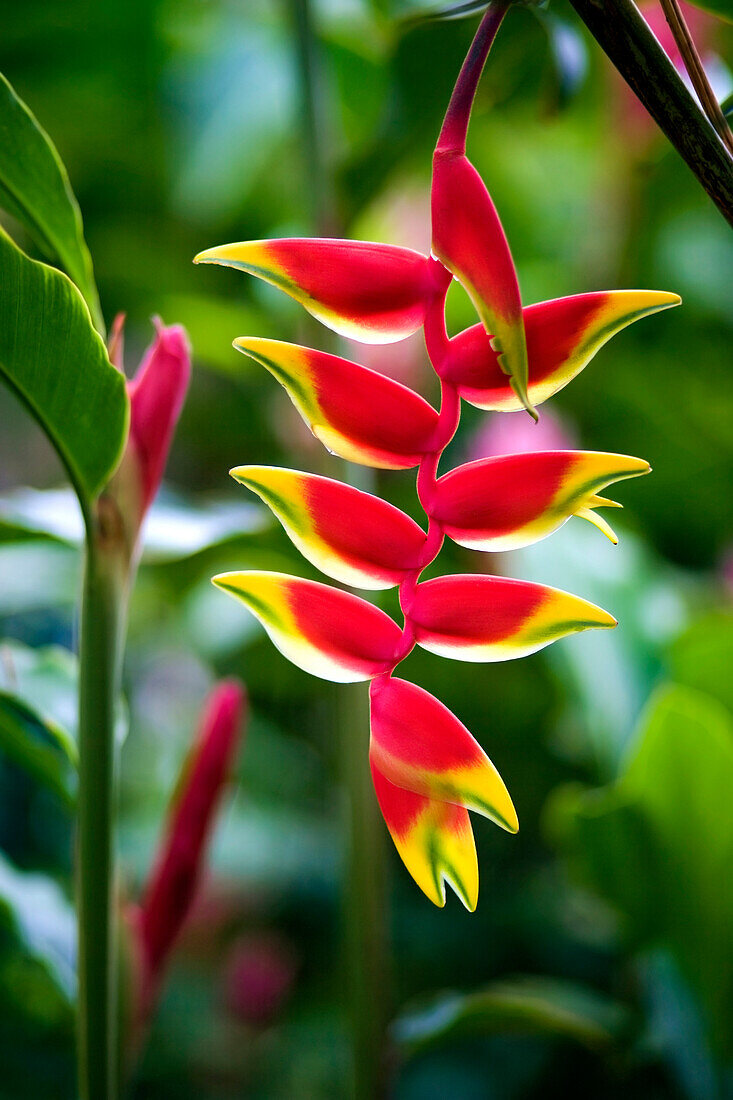 Lobster Claw Heliconia Blossom.