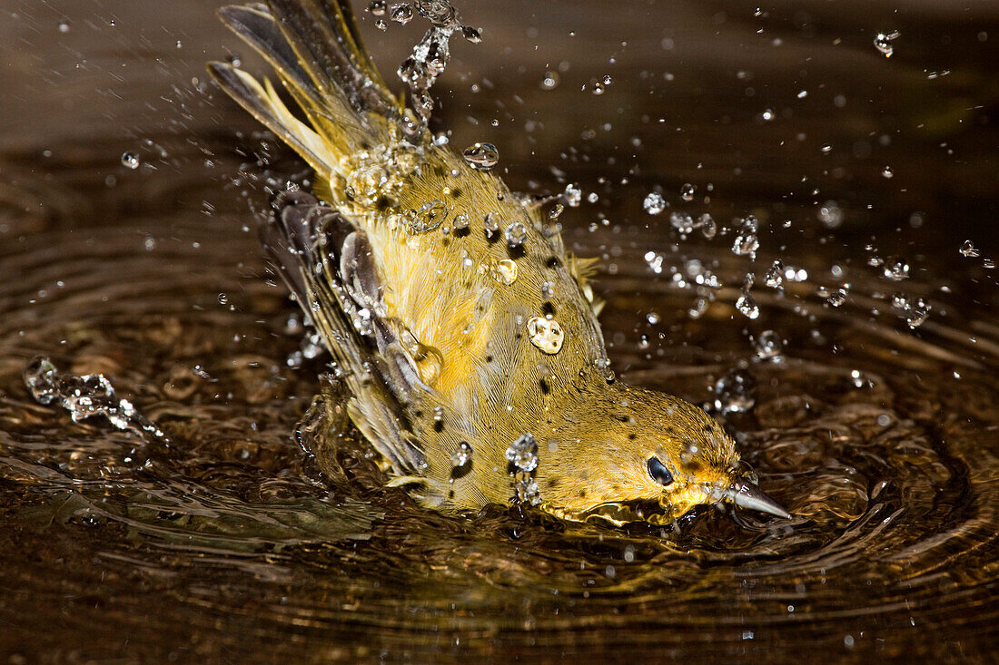 Ecuador, Galapagos Archipelago, Santa Cruz Island, Galapagos Mangrove Warbler Or Yellow Warbler (Dendroica Petechia Aureola) Taking A Bath In Water.