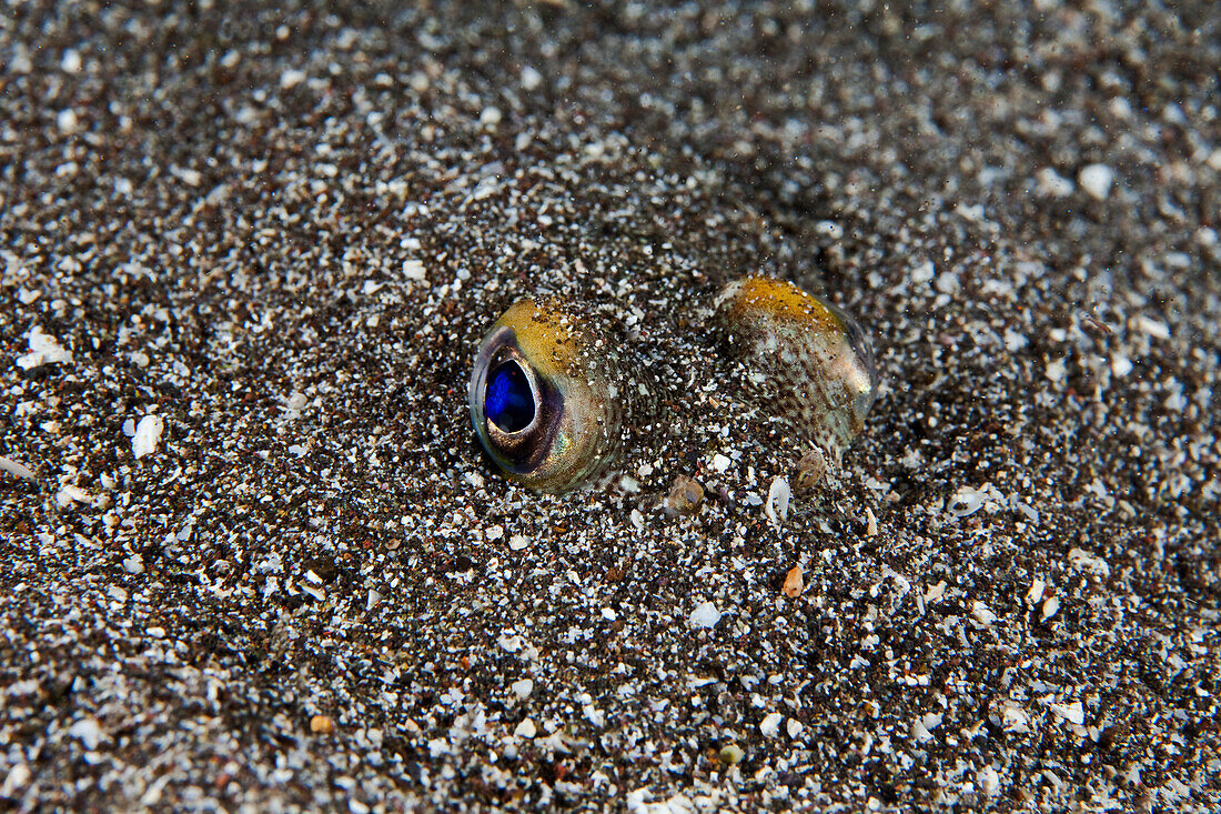 Hawaii, Randall's Puffer (Torquigener Randalli) Burried In Sand On Seafloor.