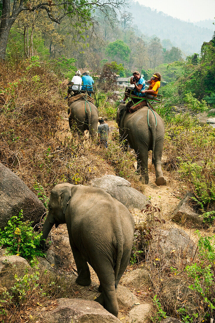 Thailand, Chiang Mai Province, Tourists Riding Elephants Of Mae Tang Tours. For Editorial Use Only.