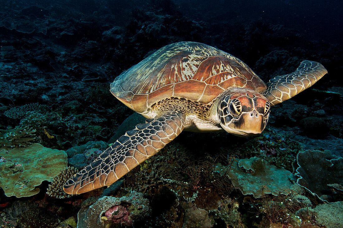 Indonesia, Sulawesi, Green Sea Turtle (Chelonia Mydas) An Endangered Species.