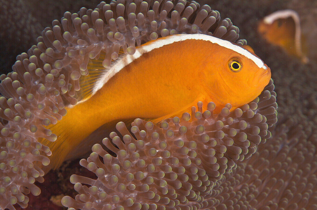 Indonesia, Sulawesi, Wakatobi, Pink Skunk Clownfish (Amphiprion Perideraion).
