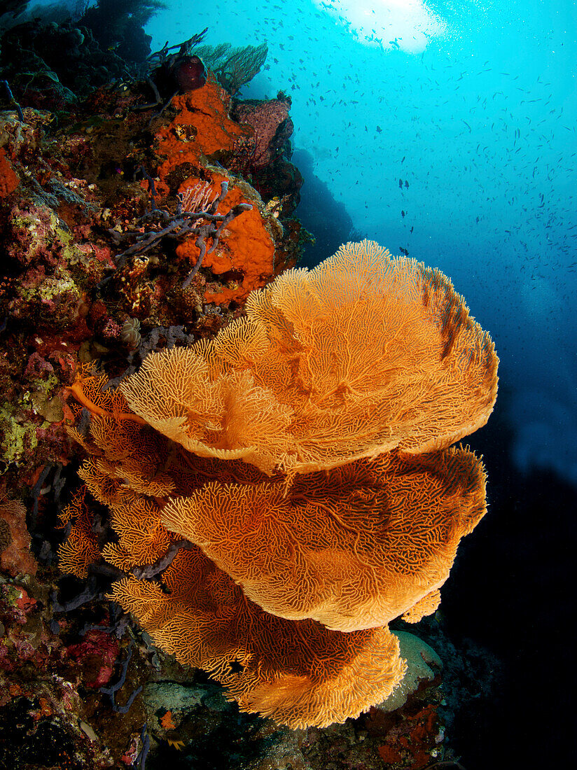 Indonesia, Sulawesi, Sea Fan Coral, Underwater Scene.