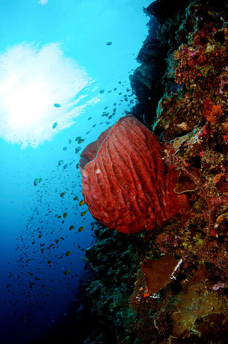 Indonesia, Sulawesi, Barrel Sponge, Underwater Scene.