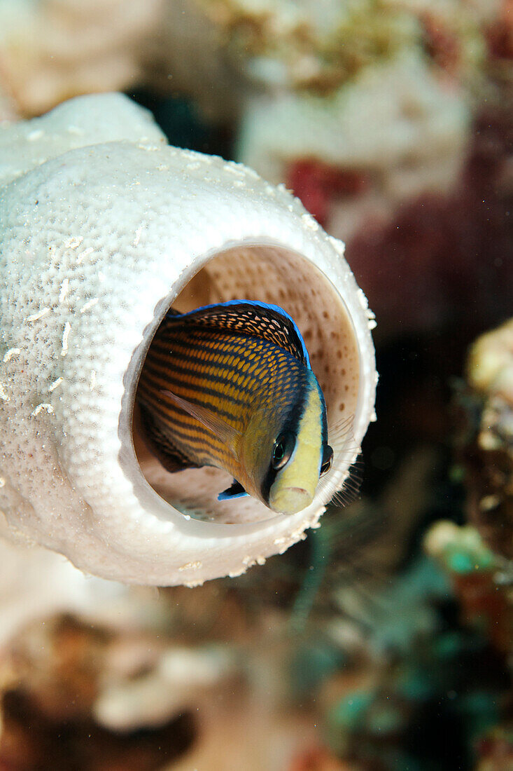 Indonesia, Sulawesi, Splendid Dottyback (Pseudochromis Spendens)