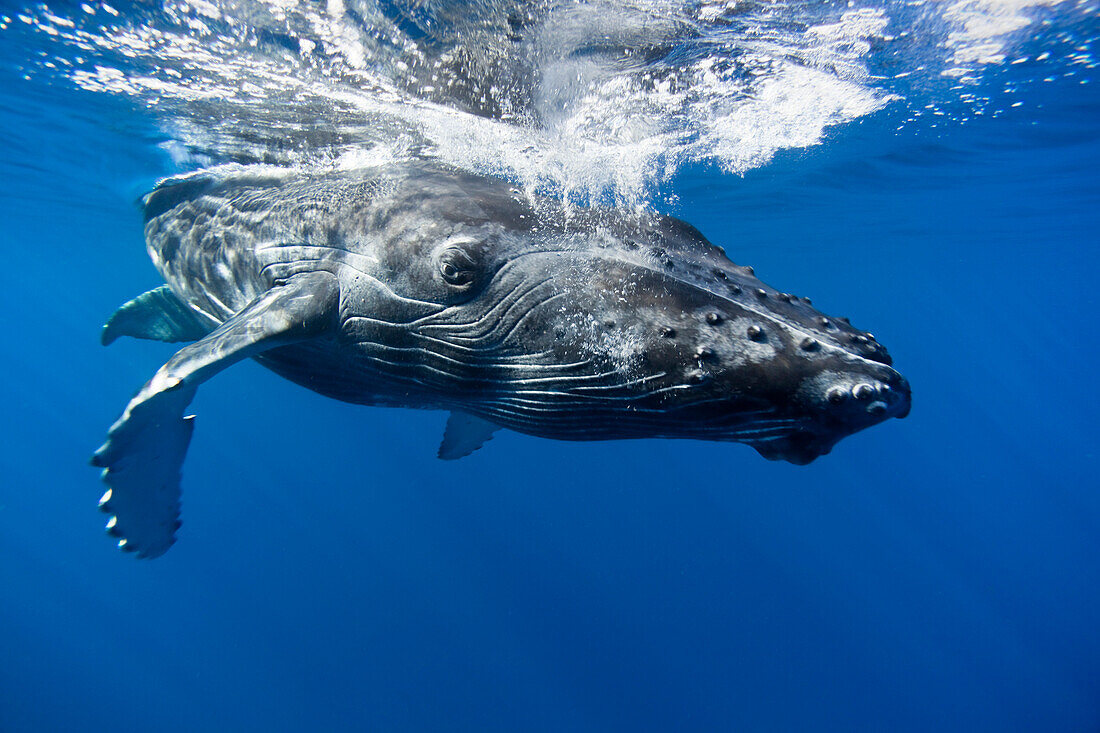 Hawaii, Maui, Close-Up Of Humpback Whale Near The Oceans Surface.
