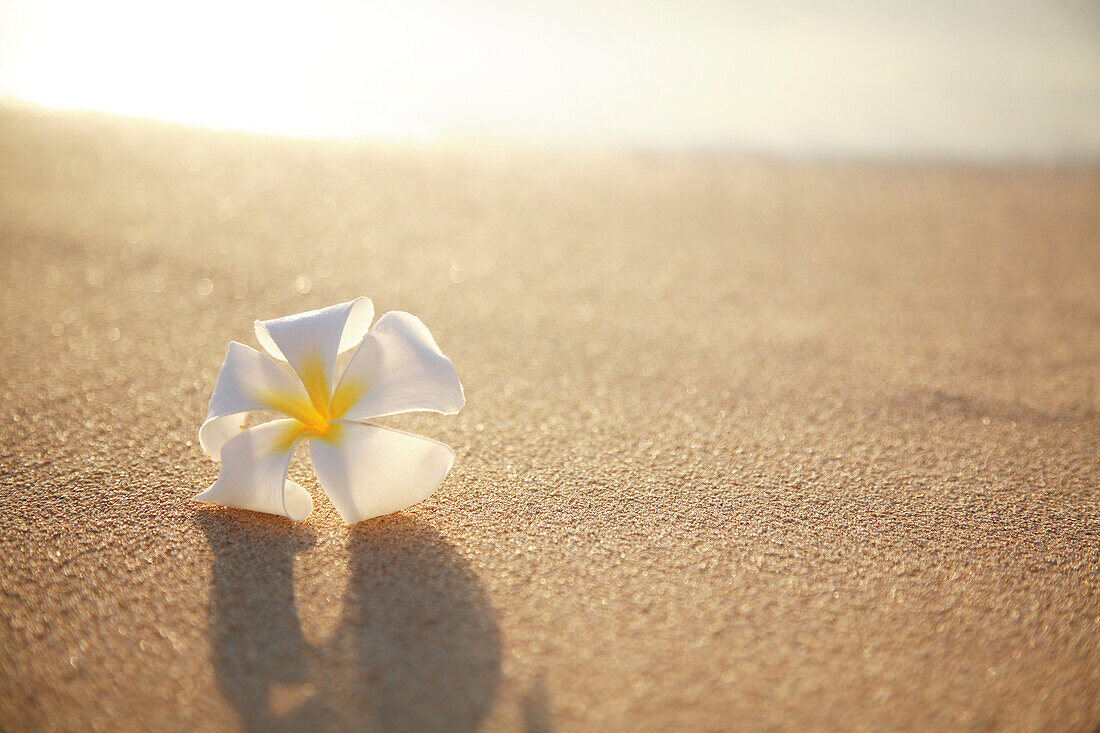 Hawaii, Oahu, Waikiki, Single Plumeria Flower On The Sand