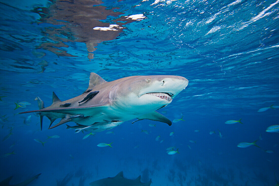 'Lemon shark (Negaprion, brevirostris) underwater with remoras; Grand Bahamas'