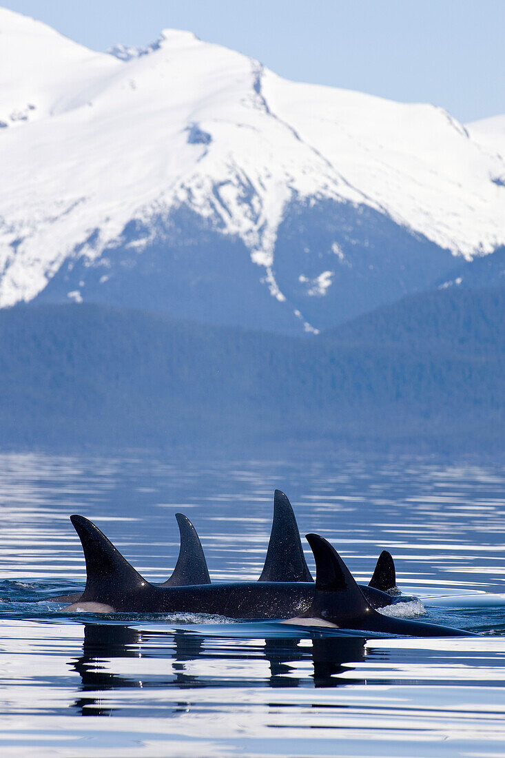 Alaska, Orca Whales (Killer Whales) Surface In Lynn Canal, Chilkat Mountains In The Distance, Inside Passage.