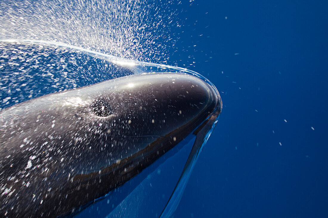 Hawaii, A False Killer Whale (Pseudorca Crassidens) Breaks The Surface With An Exhalation.