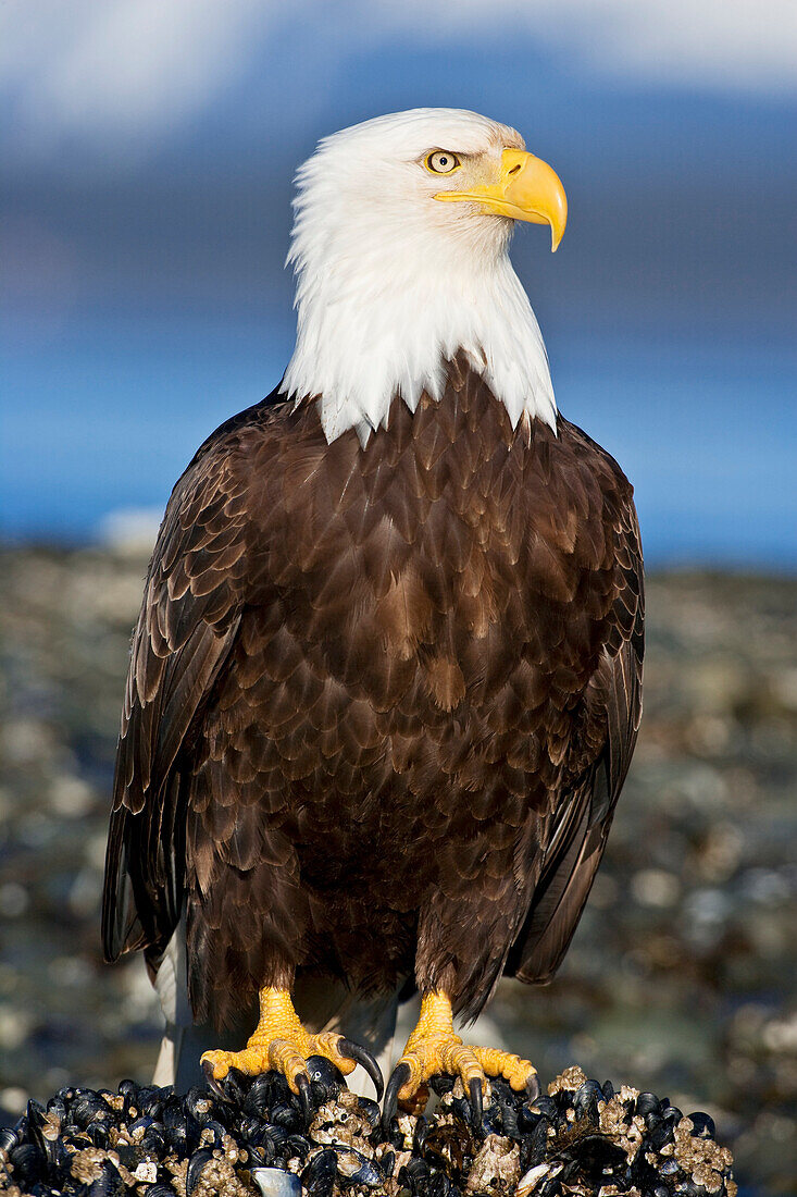 Alaska, Tongass National Forest, Closeup Of Bald Eagle (Haliaeetus Leucocephalus).