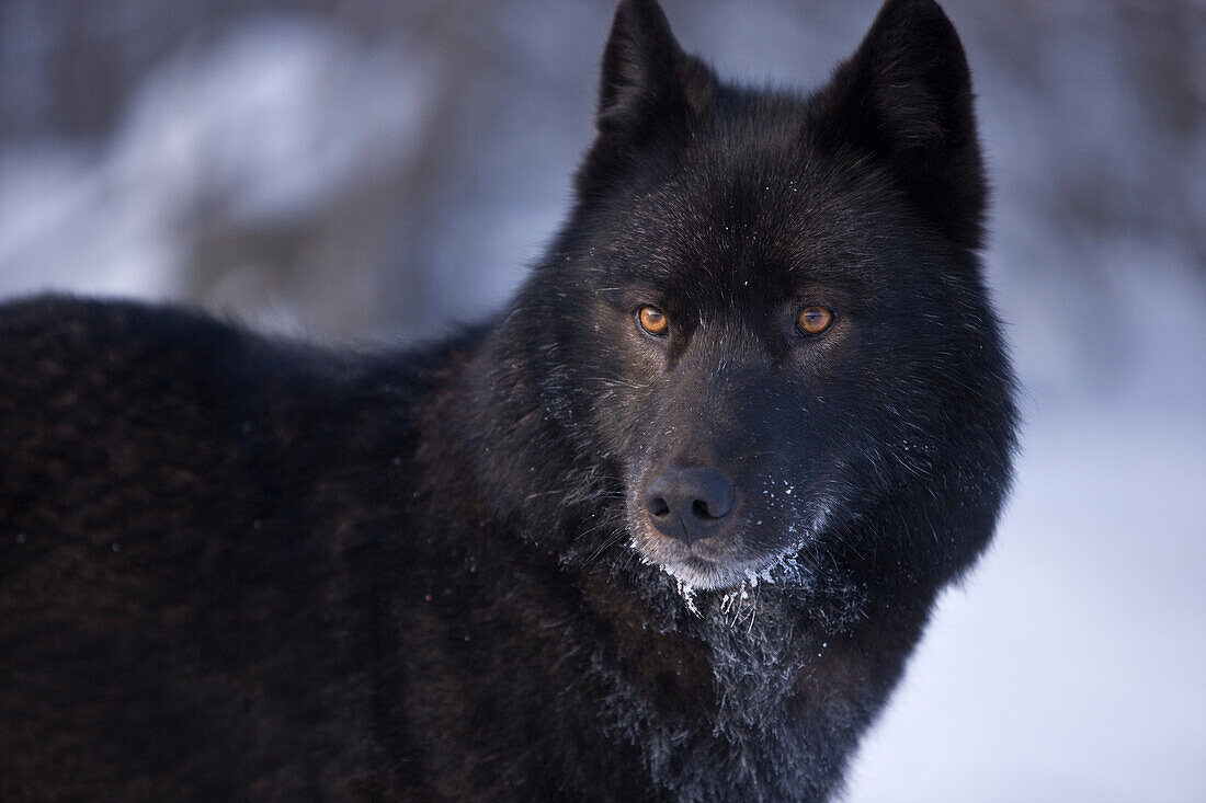 Alaska, Inside Passage, Adult Male, Black Wolf In Snow.