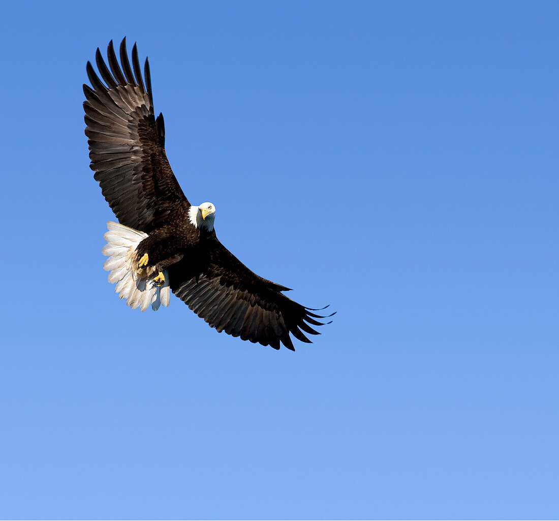 Alaska, Tongass National Forest, Inside Passage, Bald Eagle Flying In Blue Sky.