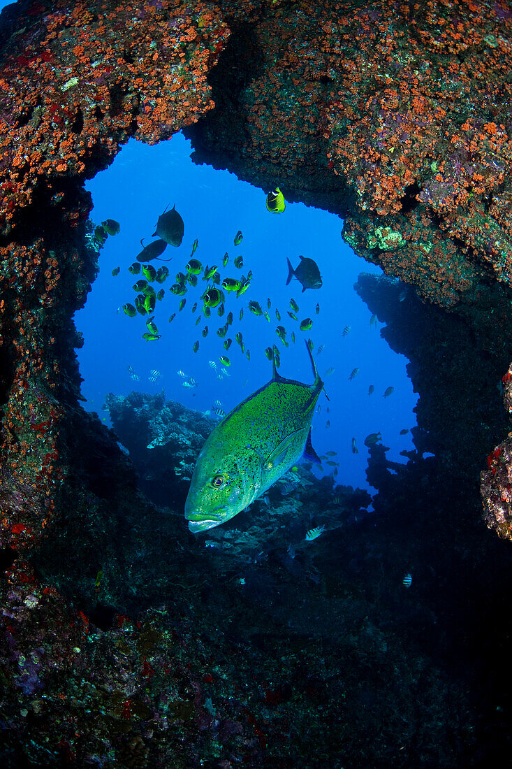 Hawaii, Lanai, Bluefin Trevally Or Jack (Caranx Melampygus) Framed In The Center Of Hard Coral.