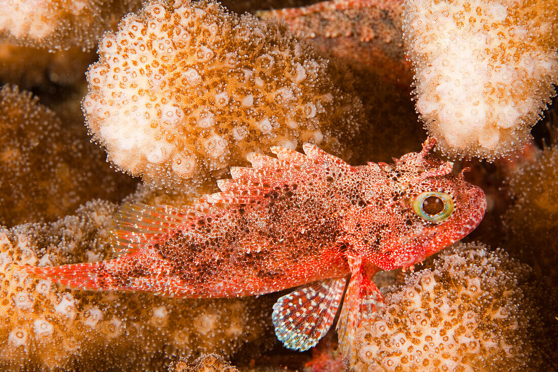 Hawaii, Maui, The Galactic Scorpionfish (Sebastapistes Galactacma) Is 3 Inches Long As An Adult.