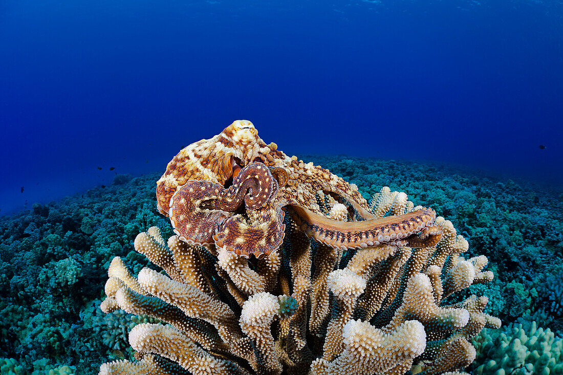 Hawaii, Day Octopus (Octopus Cyanea) Laying On A Bed Of Coral