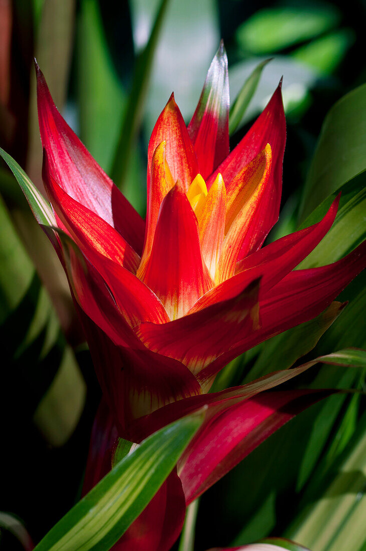 Hawaii, Oahu, Guzmania 'michel' Flower.