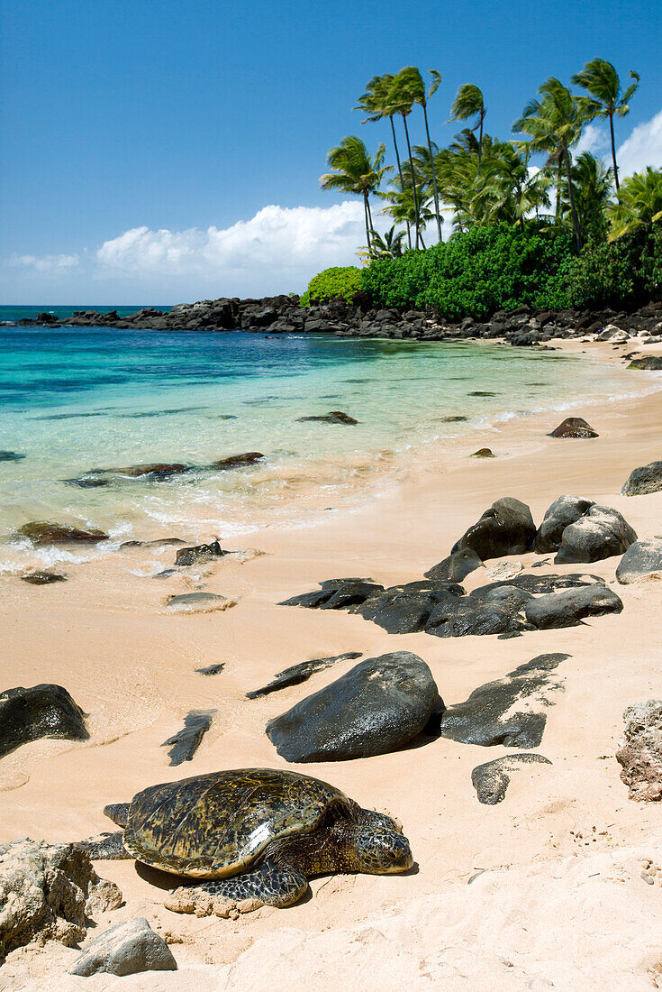 Hawaii, Oahu, North Shore, Laniakea Beach, Green Sea Turtle (Chelonia Mydas) Resting On Sandy Shore.
