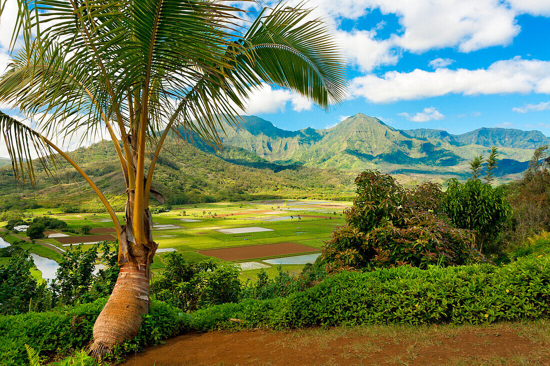 Hawaii, Kauai, View Of Taro Fields From Hanalei Valley Lookout.