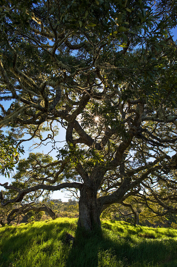 Hawaii, Big Island, Hakalau Wildlife Refuge, Koa Tree And Sunlight.