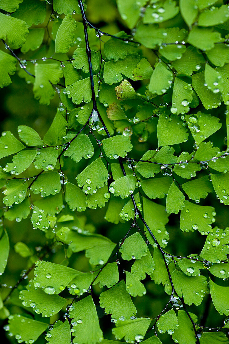 Hawaii, Big Island, Kona, Raindrops On Maidenhair Fern.