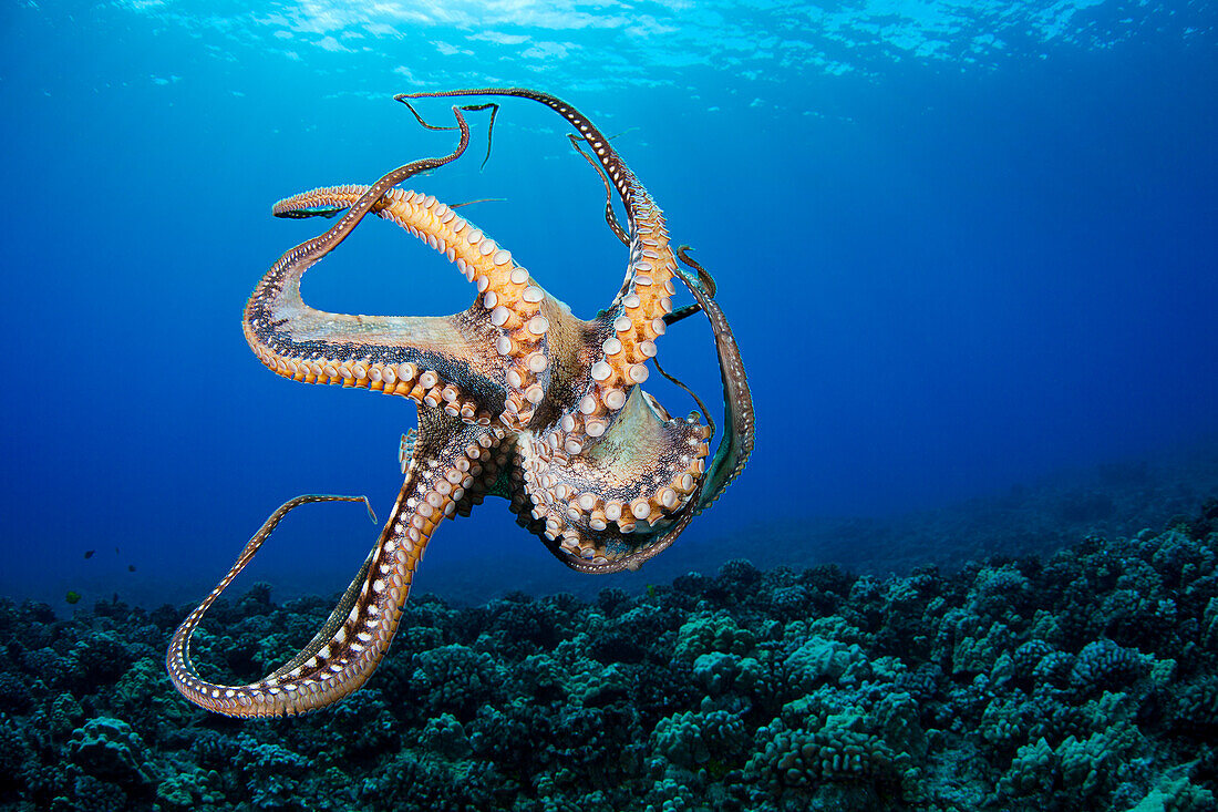 Hawaii, Maui, Female Octopus (Cephalopod) Swims Away From Camera Under Water's Surface.