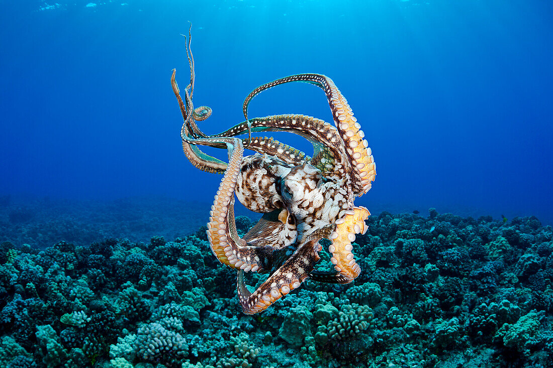 Hawaii, Maui, Female Octopus (Cephalopod) Swims Freely Underwater.