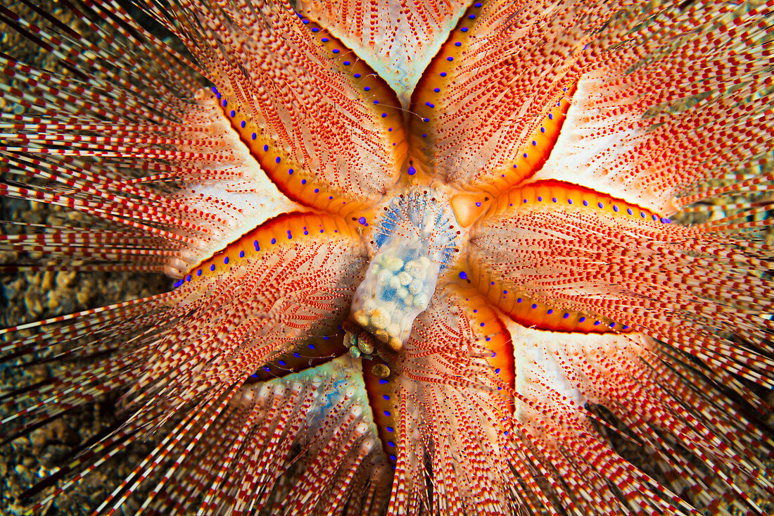 Hawaii, Maui, Rare Sighting Of A Blue-Spotted Sea Urchin (Astropyga Radiata).