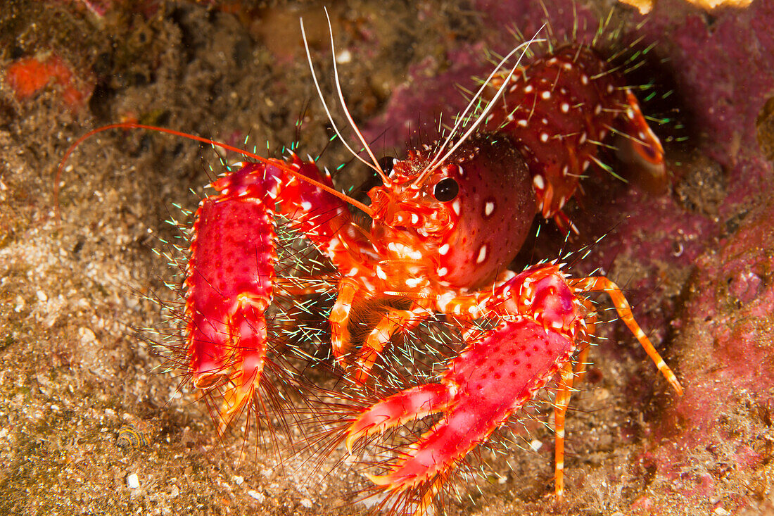 Hawaiian Or Western Lobster (Enoplometopus Occidentalis) On The Ocean Floor.
