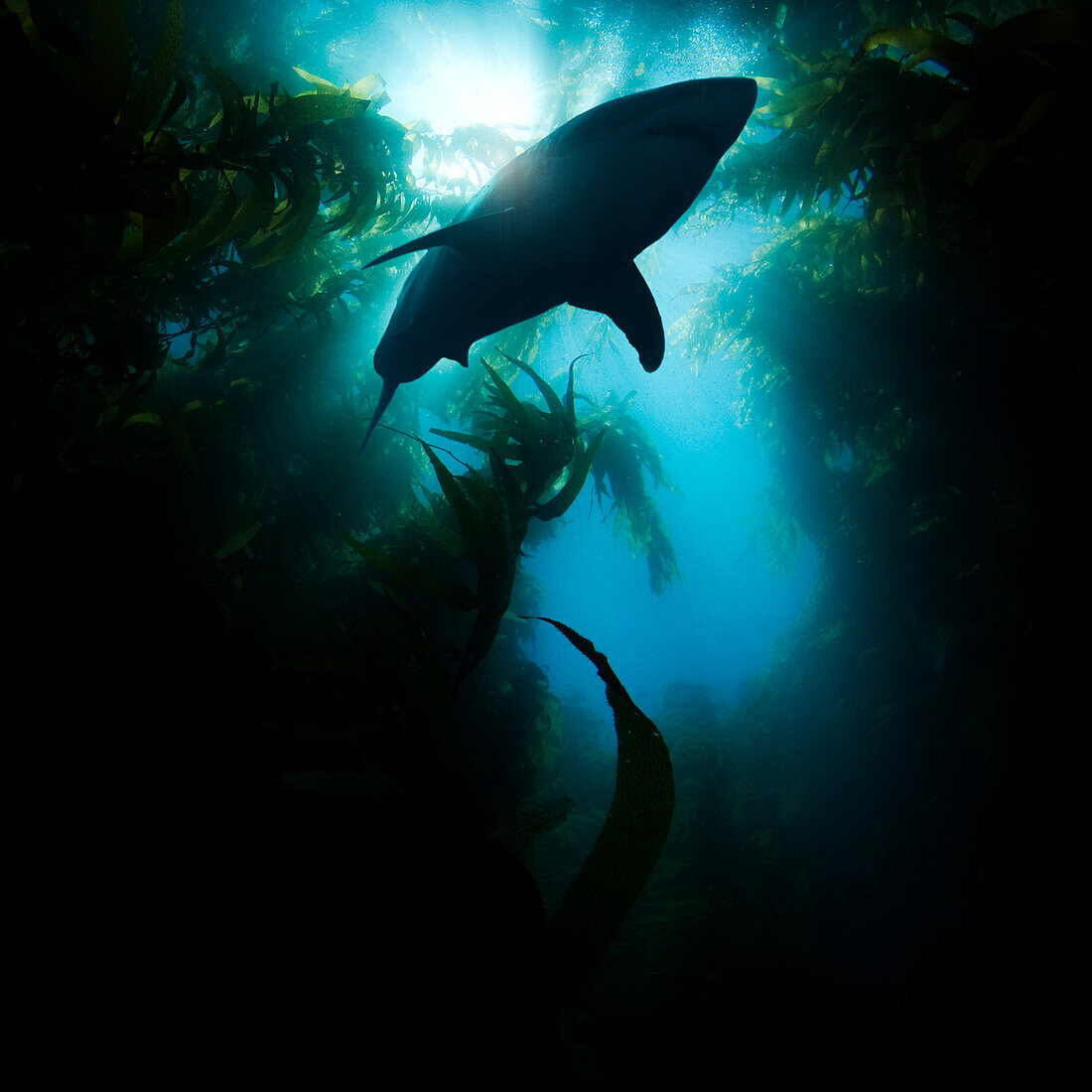 California, Catalina Island, Great White Shark (Carcharodon Carcharias) Passes Overhead Through A Forest Of Sea Kelp.