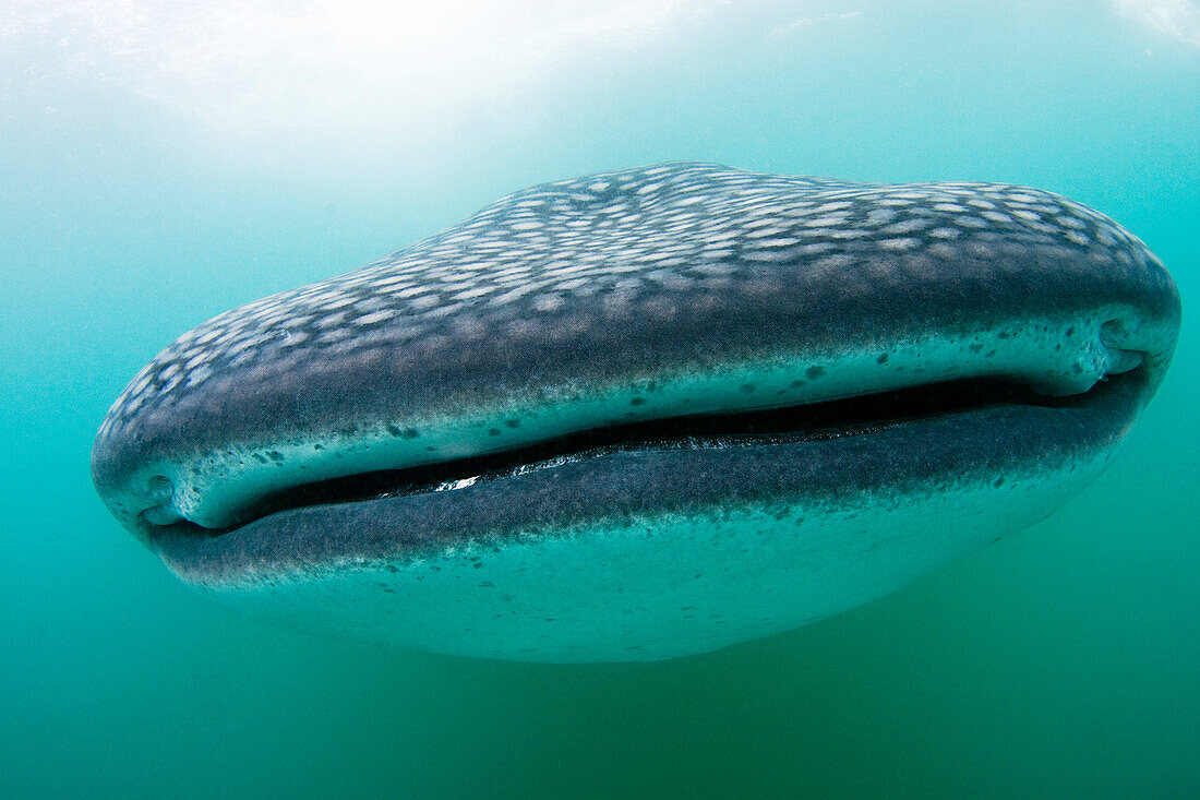 Philippines, Whale Shark (Rhiniodon Typus).