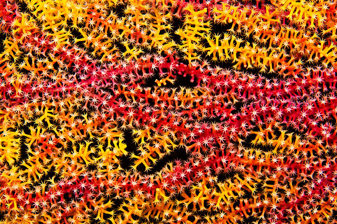 Philippines, Gorgonian Coral Fan (Acanthogorgia Isoxya) Close Up.
