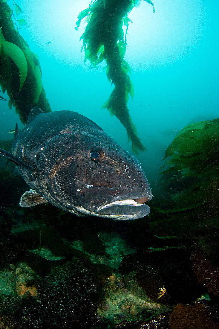 California, Catalina Island, Giant Black Sea Bass (Stereolepis Gigas).