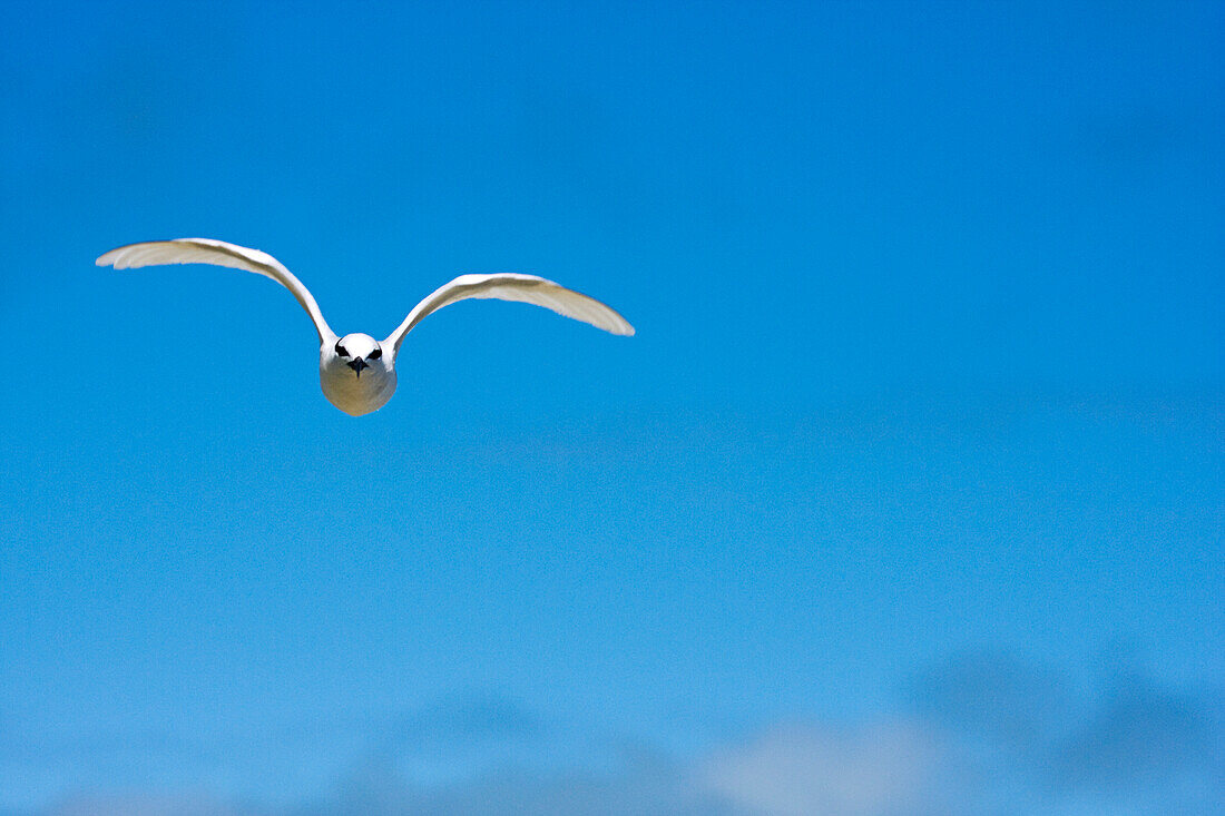 Fiji, Black-Naped Tern, Sterna Sumatrana.