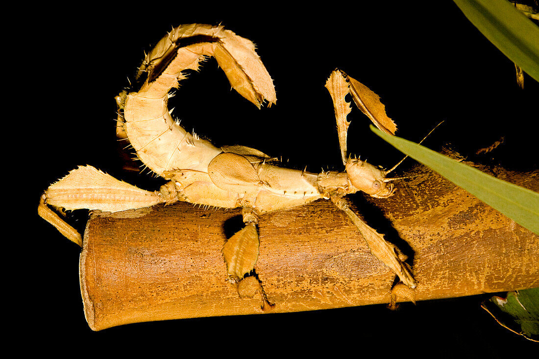 Australia, Queensland, Female Macleays Spectre Stick Insect (Extatosoma Tiaratum), Grow Up To 15 Cm (6 Inches) And Do Not Fly.