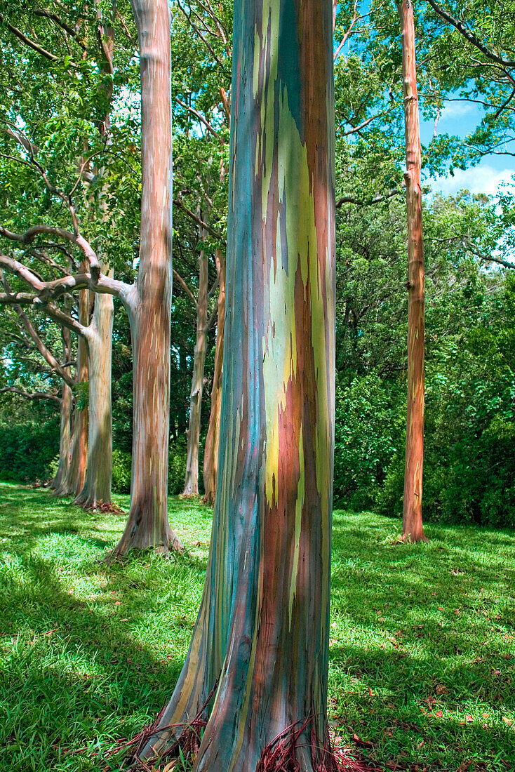 Hawaii, Maui, Hana, Rainbow Eucalyptus Tree Trunk.