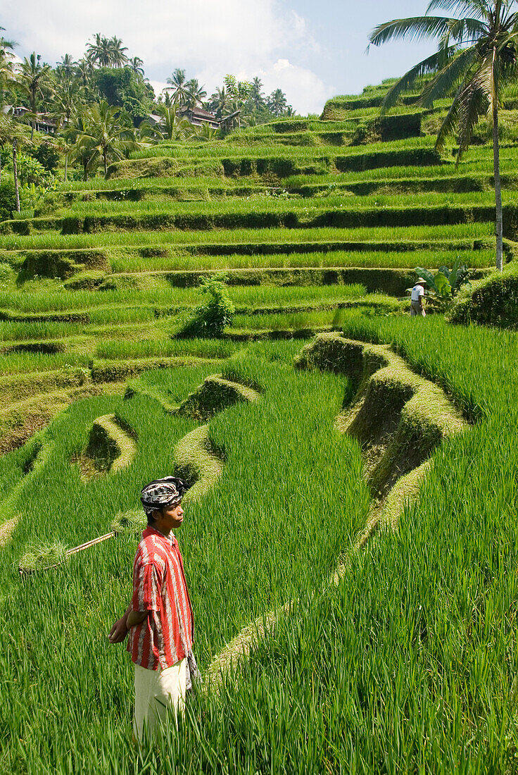 Indonesia, Bali, Rice Paddies, Worker In Foreground.