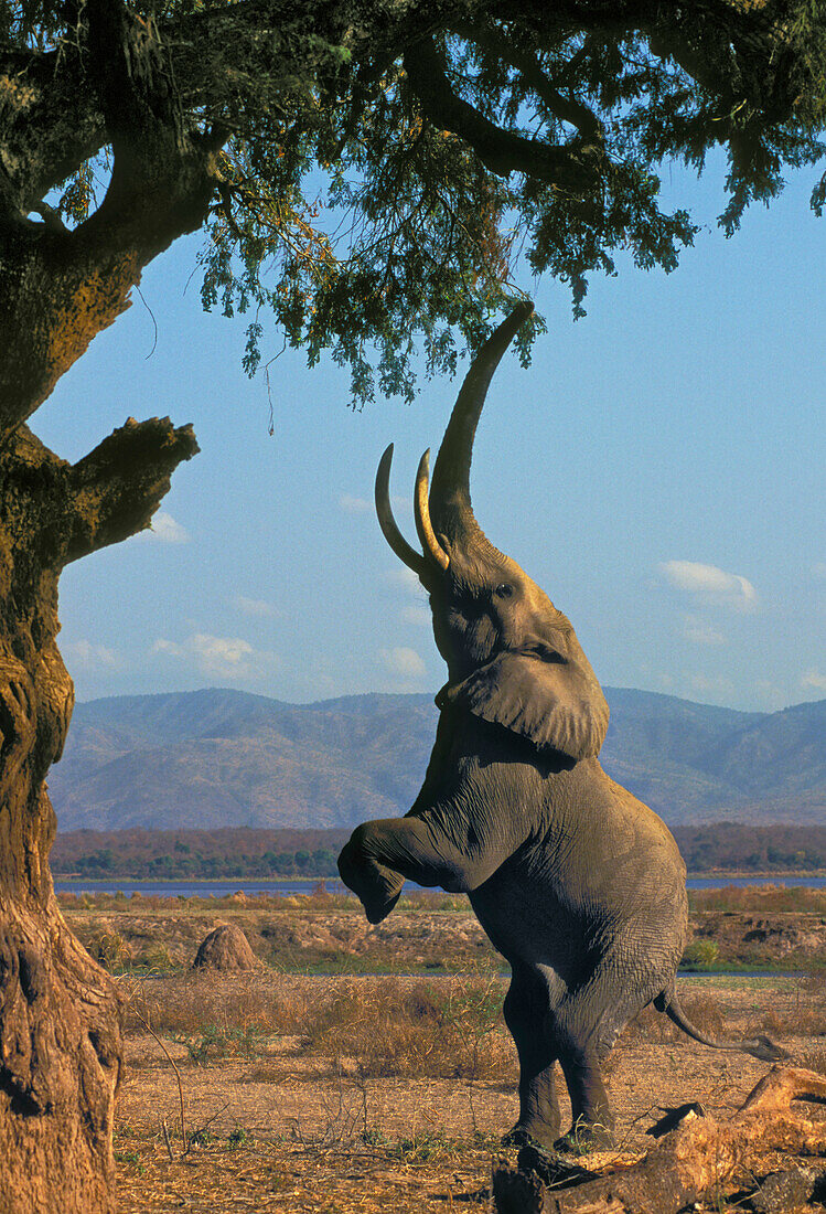African Elephant Reaching For Food, Mana Pools National Park, Zimbabwe.