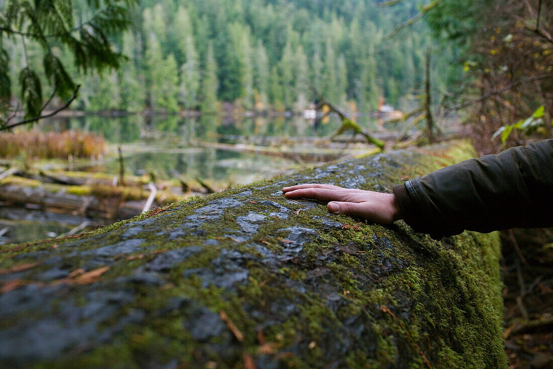 Man's Hand Touching A Fallen Mossy Tree, Cathedral Grove, Macmillan Provincial Park, Vancouver Island, British Columbia