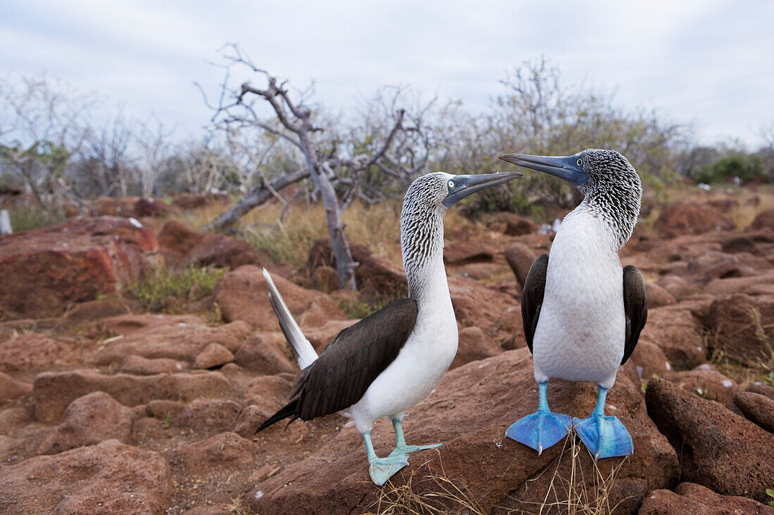 Blue-Footed Boobies, Galapagos Islands