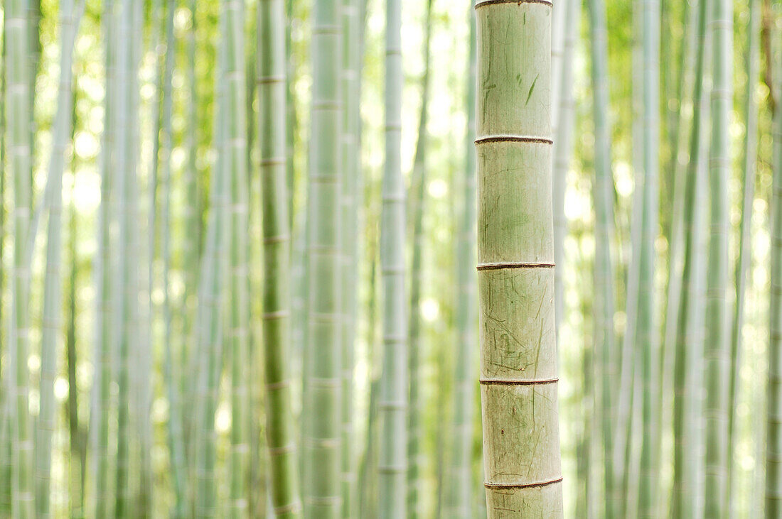 Bamboo In Forest At Fushimi Inari Shrine, Kyoto, Japan